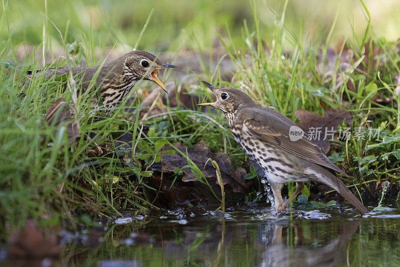 真饮(Turdus philomelos)